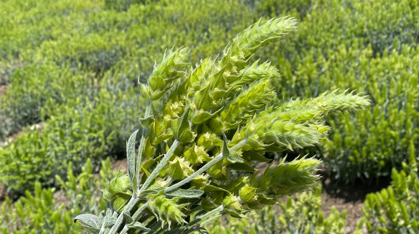 a bouquet of mursalski tea on the background of more of the same